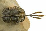 Spiny Trident Walliserops Trilobite - Foum Zguid, Morocco #344454-3